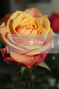 警察幫朋友“捉奸”調(diào)酒店監(jiān)控致人自殺該如何定性？
